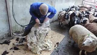 How to Harvesting Wool   Amazing Sheep Shearing Factory   Wool Processing Mill and Milking.mp4