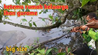 MASER TEPAT DI SARANG IKAN GURAME MONSTER !! PASER MANIA