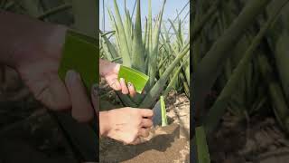 Aloe Vera Cutting Kaise Kare ?||#aloevera #aloeverabenefits #skincare #aloeverafacepack