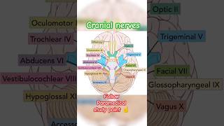 Cranial nerves