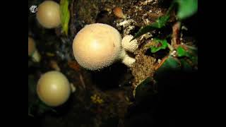 Lycoperdon piriforme. Champimaginatis. English Text.