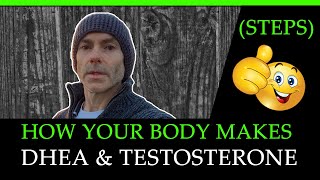 How Your Body Makes Testosterone and DHEA (Steps)