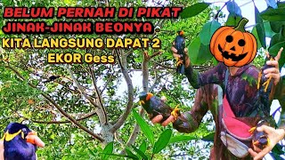 MIKAT BEO MAKAN BUAH BELINJO‼️RAME BEO MUDANYA