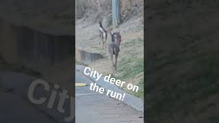 deer on the run in the city #lonebowhunter