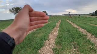 Cubiertas vegetales en viña tras pastoreo intensivo