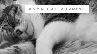 ASMR Cat Purring | ASMR Cat Massage