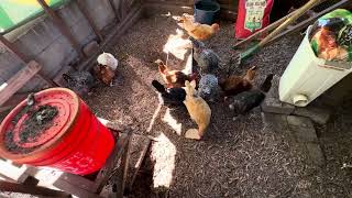 Chickens are very happy to eat leftover bread. Fight to the finish.