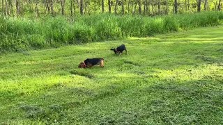 Tavşan Arayışı Beagle İngiliz Av Köpeği -Tavşancı Beagle