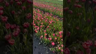 Thousands of tulips🌷 #tulipfestival #chilliwack #beautifulbritishcolumbia #trending #viral #beta