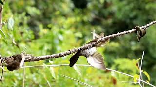 pikat burung masteran