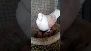 Satinette pigeons breeding - Yellow Satinette German Tie