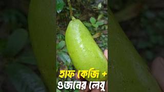 বড় সাইজের লেবু। লেবু চাষ পদ্ধতি। কলম্বো লেবু। lemon chas।