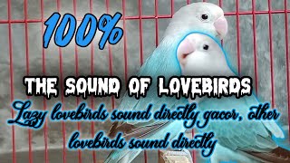 sound lovebirds