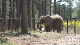 The Elephant Sanctuary | Nosey In the Mud