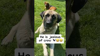 Smart crow & Jealous dog (at the end)🐦😂 #crow #straydogs #funnydogs