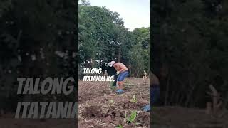 Calixto F1 na Talong. #calixtof1 #talong #gardening