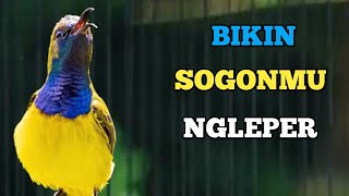 PANCINGAN SOGON PALING AMPUH BIKIN NGLEPER