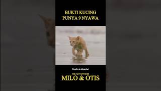 Bukti kalau kucing punya 9 nyawa #movie