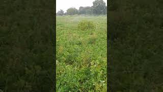 Ground nut Harvest ke liye Sprinkler se Geela kare khet, Chhatarpur MP drbps,05/10/2024