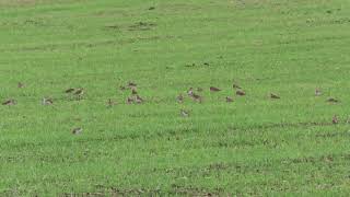 Dalla tundra artica al profondo sud / Pivieri dorati /Pluvialis apricaria