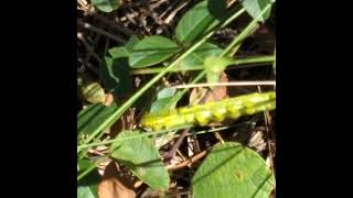 Caterpillar On Wiregrass