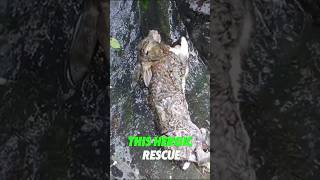 Brave Rescue! Man Saves Rabbit from Waterfall #shorts