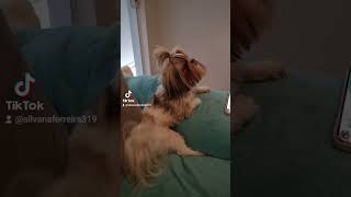 #minha vida de princesa#doganimal #vlog #felizdavida #vidadecachorro #dogshorts#cão #animal