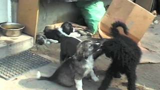 Puppys playing fighting