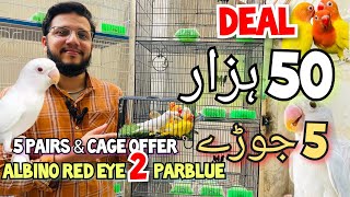 Deal 50 Hazar | 5 Joray Lovebirds | Albino red eye to parblue creamino working