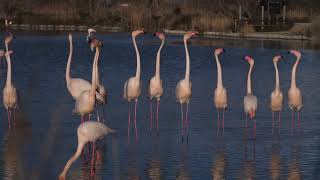 Flamants roses de Camargue - UpSlide Studio