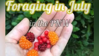 Foraging in July - Salmonberries, Huckleberries and Thimbleberries