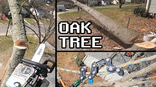 GETTING AN OAK TREE DOWN