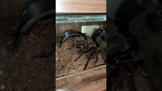 🕷️Theraphosa blondi ⚠️ FEEDING #tarantula #vogelspinnen #tarantulafeeding