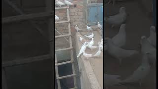 Friend ki Chhat per pigeon ka shock #MAsadBirds