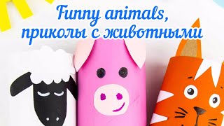 Funny animals, смешные животные, приколы с котами