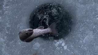 New Year’s Day ice fishing for brook trout