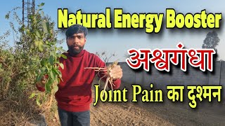 Natural Energy Booster : Ashvgandha  // Joint Pain का दुश्मन - हड्डियों को लोहे जैसी मजबूत बना देगा।