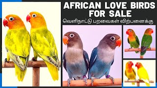 AFRICAN LOVE BIRDS FOR SALE  - பறவைகள் விற்பனைக்கு  | COIMBATORE