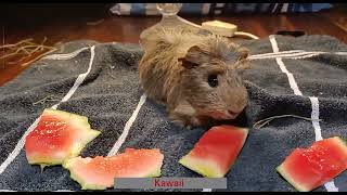 Meet our Guinea family! #guineapig #animals #family