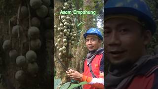 BUAH ASAM EMPAHUNG