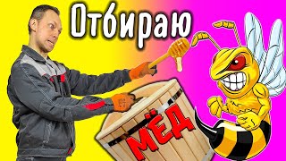 Отбираю мед у пчел