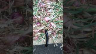 Millipedes and Onion#short#shortvideo #millipede#@kembangkambojachannel383