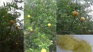 Forest Lemons Tree || Lemon Cooper wire Cutting test || Call me Sadab 8459487861