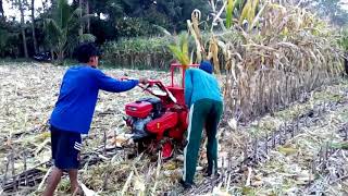 Uji coba alat panen jagung