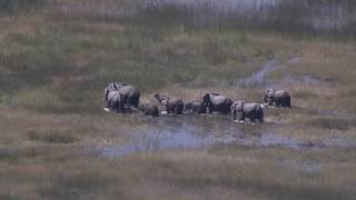 Researcher's Passion Drives Great Elephant Census