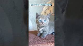 British shorthair cat | Cat videos | Cats | #shorts