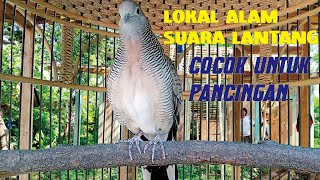 Perkutut lokal gacor suara lantang cocok untuk pancingan