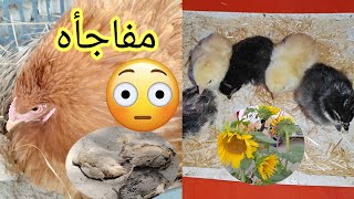 اجمل يوم😍الشايبه كركت🐔الاسبانيات بيضن وكركته🐥السمان مات 😱