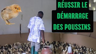 Formation 100% gratuite pour réussir le démarrage des poussins