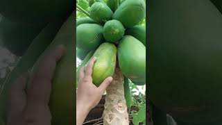 panen Pepaya California‼️#shorts #shortvideo #fruit #petanimuda #viral #tipsberkebun